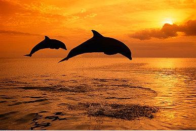 近日上线《卧龙：苍天陨落》逐鹿中原DLC预告